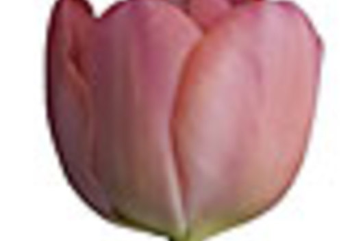 Tulips, Double-hot pink