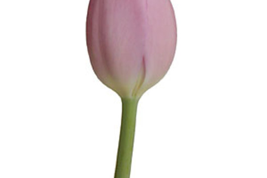 Tulips, Greenhouse-light pink