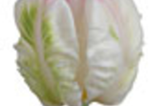 Tulips, Parrot-light pink