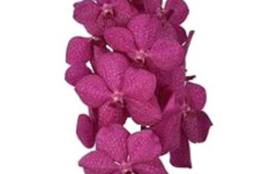 Vanda Orchid-hot pink
