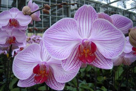 Phalaenopsis 6 bloom per  stem