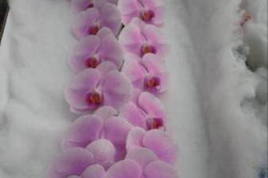 Phalaenopsis Cut 9 bloom stem