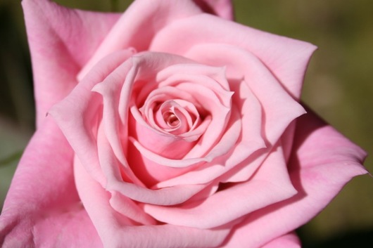 Sweetheart Rose, Bride's Delight