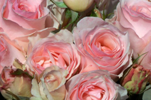 Garden Roses-light pink