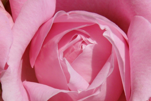 Garden Roses-pink