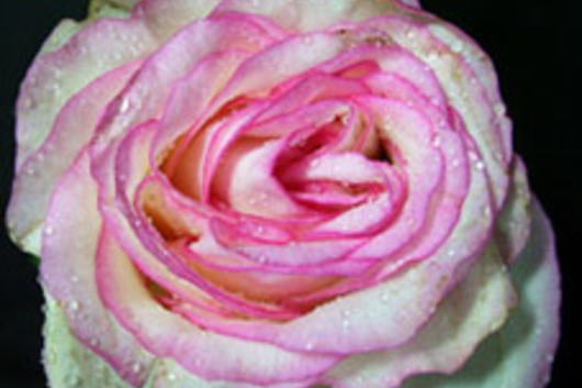 Rose-Dolce Vita