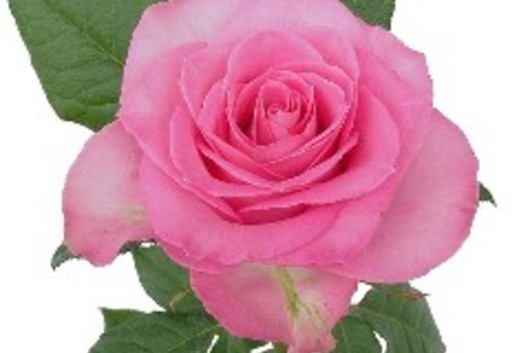 Rose-Sweet Unique
