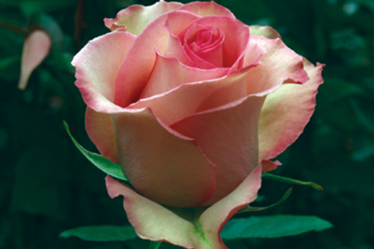 Sweet Unique Rose