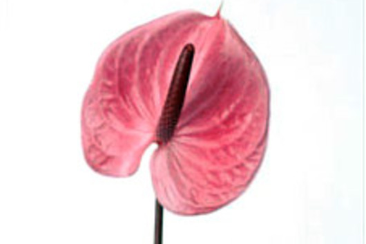 Anthuriums, Large-Pink (Sirion)