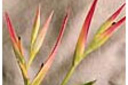 Heliconia, Parakeet-pink/yell