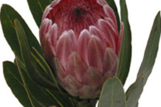 Protea, Latafolia