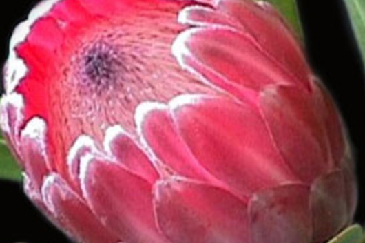 Protea, Pink Ice