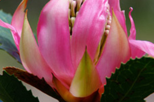 Protea, Waratah-pink