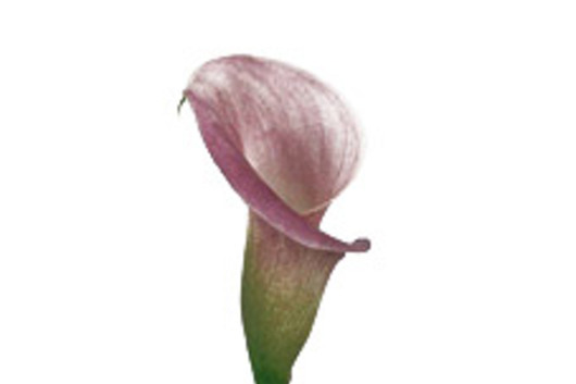 Callas,mini lavender