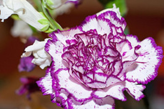 Carnations-purple variegated
