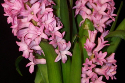 Hyacinth-lavender