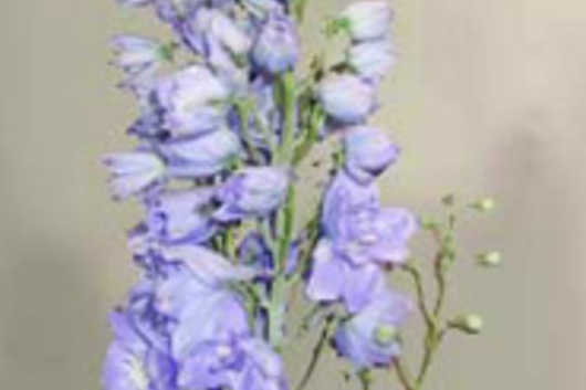 Hybrid Delphinium-lavender