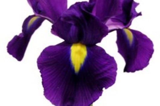 Iris-purple