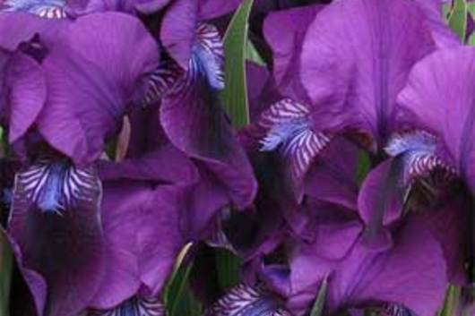 Iris, Bearded-purple