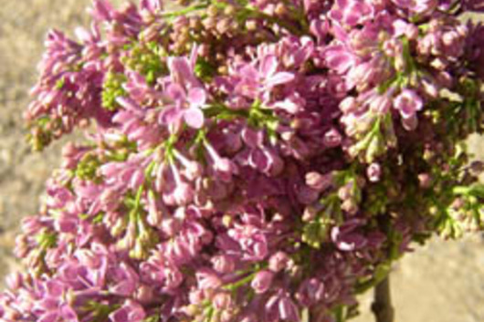 Lilac, Dutch-lavender