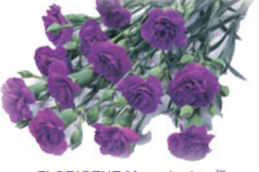 Mini Carnations Purple