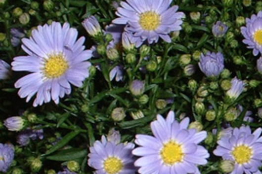 Montecasino Asters-lavender