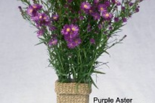 Montecasino Asters-purple