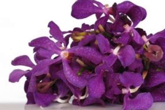 Orchid, Mokara-purple