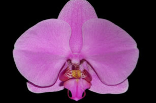 Phalaenopsis Spray, Purple