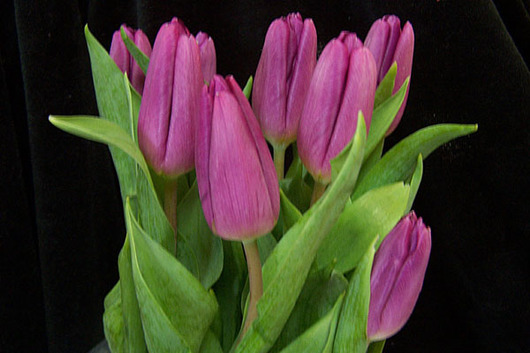Tulips, Greenhouse-purple