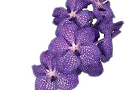 Vanda Orchid-purple