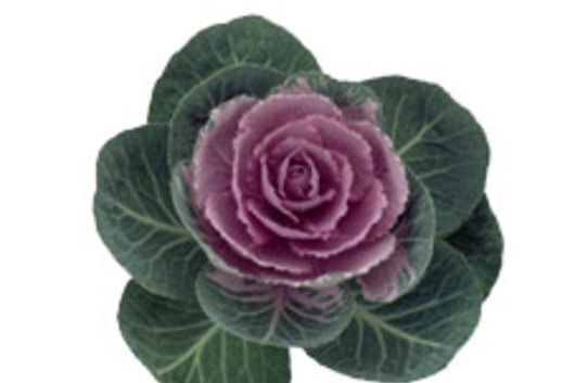 Cabbage Rosettes-purple/green