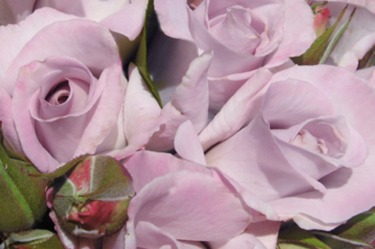 Garden Roses-lavender
