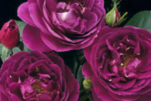Garden Roses-purple