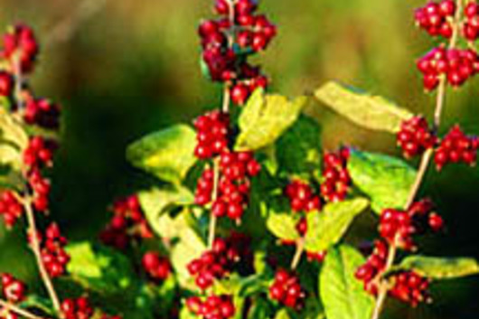 Snowberry-red