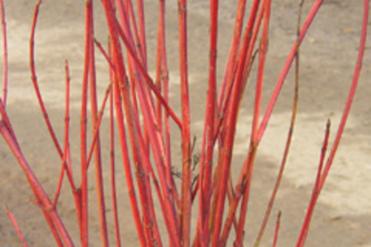 Dogwood Branches, tips-red