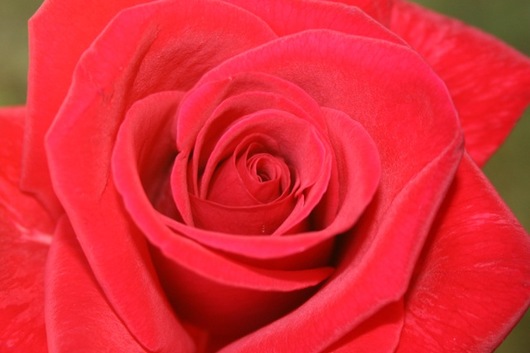 Rose, Kardinal