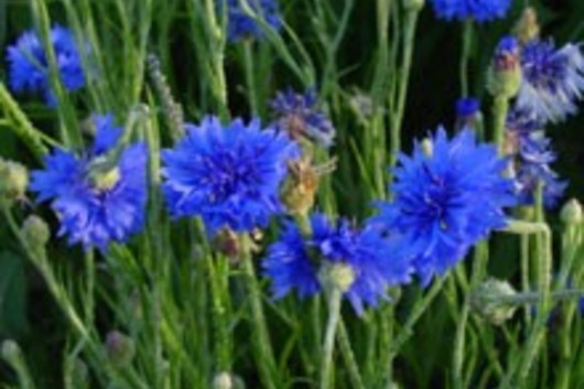 Cornflower-blue ( Bachelor's button)