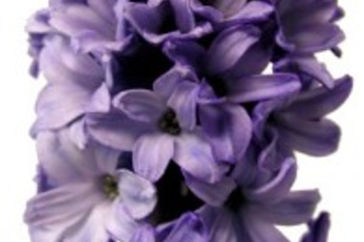 Hyacinth-blue
