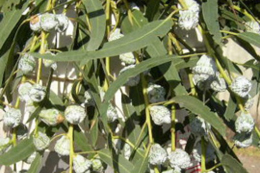 Eucalyptus, Silver Bell