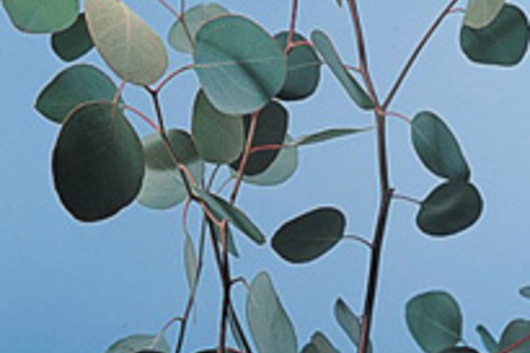 Eucalyptus, Silver Dollar