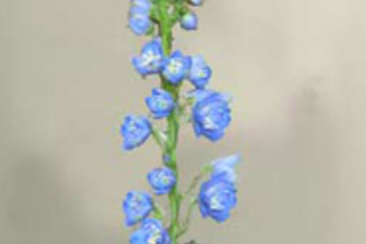 Hybrid Delphinium-light blue