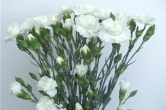 Mini Carnations White