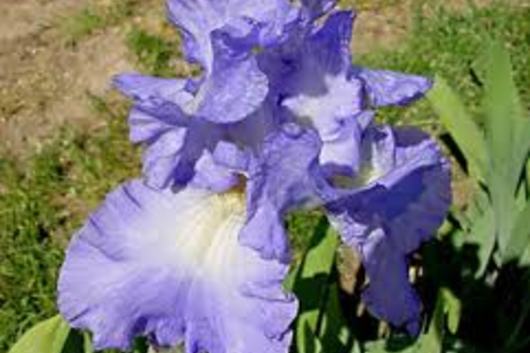 Iris, Bearded-dark blue