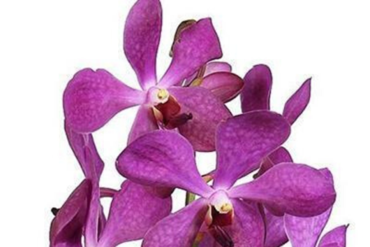 Mokara Orchid, Blue Nora