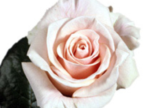 Rose-Porcelina