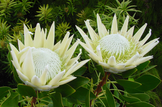 Protea, White