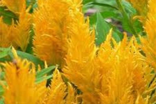Celosia, Plumosa-yellow