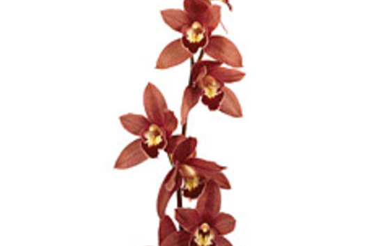Cymbidium Orchid Sprays, large-chocolate