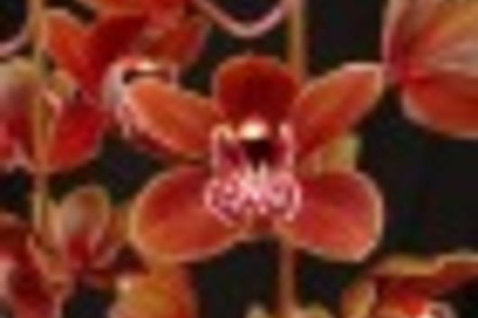 Cymbidium Orchid Sprays, mini-chocolate